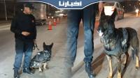 التدخلات الأمنية للكلب البوليسي "جاكي" في أحد السدود القضائية بتطوان ليلة البوناني